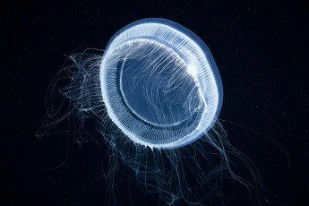 Картинка животные медузы вода мир подводный море океан