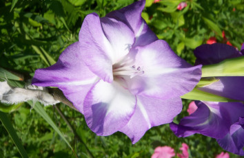 Картинка цветы гладиолусы фиолетовый