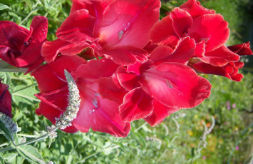 Картинка цветы гладиолусы красный