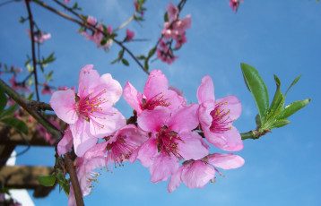 Картинка цветы цветущие+деревья+ +кустарники персик