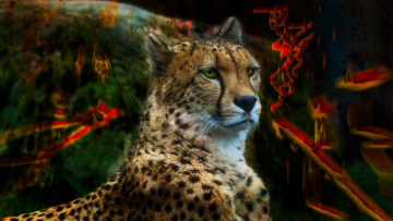 Картинка животные гепарды ярко дикие кошки гепард обработка пятна портрет краски фон абстракция цвета морда взгляд