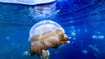 Картинка животные медузы подводный мир вода океан море