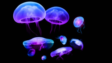 обоя животные, медузы, подводный, мир, вода, океан, море