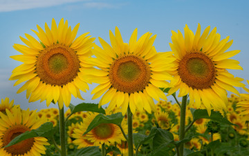 Картинка цветы подсолнухи солнышки трио поле