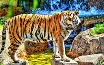 обоя животные, тигры, ручей, водопад, камни, тигр