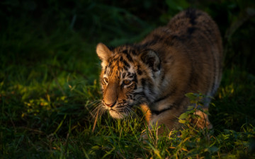 Картинка животные тигры трава тигр детёныш котёнок тигрёнок