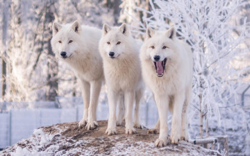 обоя животные, волки,  койоты,  шакалы, волк, природа, деревья, полярные, снег, иней, зима, зоопарк, трое, белые, три