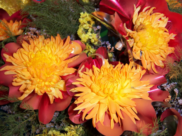 Обои картинки фото цветы, хризантемы, оранжевые