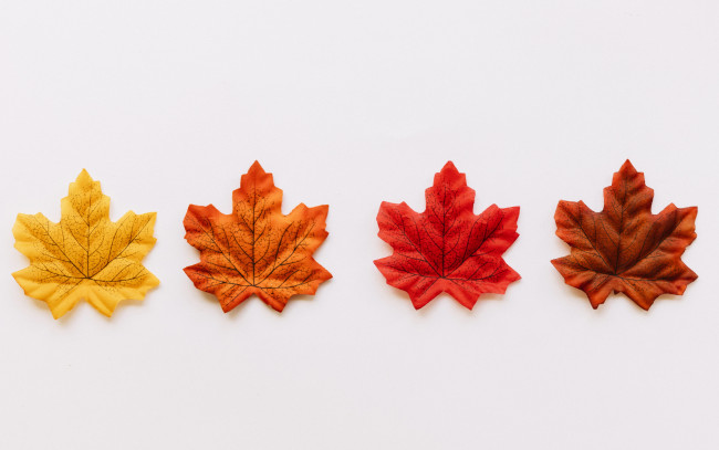 Обои картинки фото разное, ремесла,  поделки,  рукоделие, colorful, фон, листья, maple, осень, осенние, background, autumn, leaves