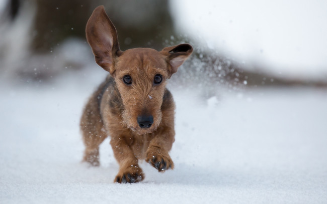 Обои картинки фото животные, собаки, щенок, уши, снег