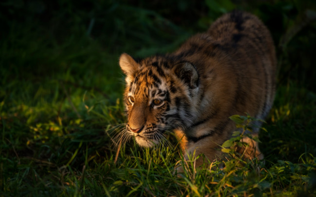 Обои картинки фото животные, тигры, трава, тигр, детёныш, котёнок, тигрёнок