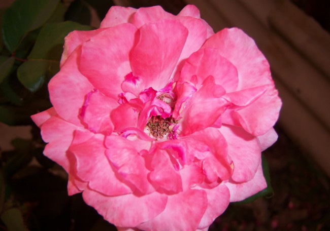 Обои картинки фото цветы, розы, розовая