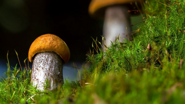 Обои картинки фото природа, грибы, подосиновик
