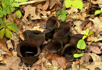 Картинка природа грибы грибная семейка