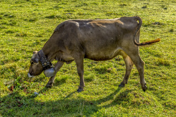 Картинка животные коровы +буйволы alpine milk cow