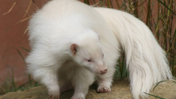 Картинка росомаха+альбинос животные росомахи росомаха альбинос белая аномалия животное хищник млекопитающее куньи опасное мех когти