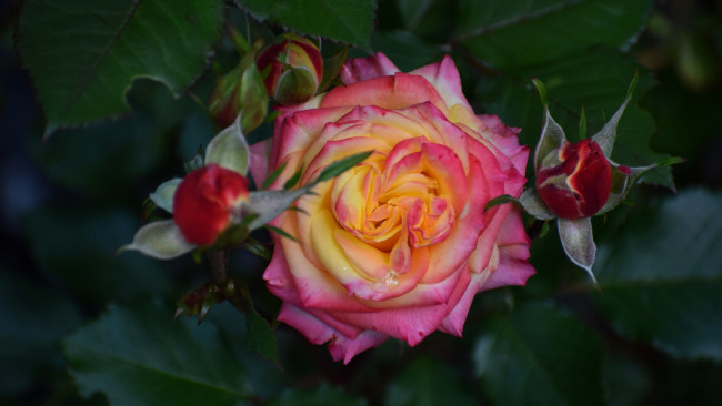 Обои картинки фото цветы, розы, двухцветная, роза, бутоны