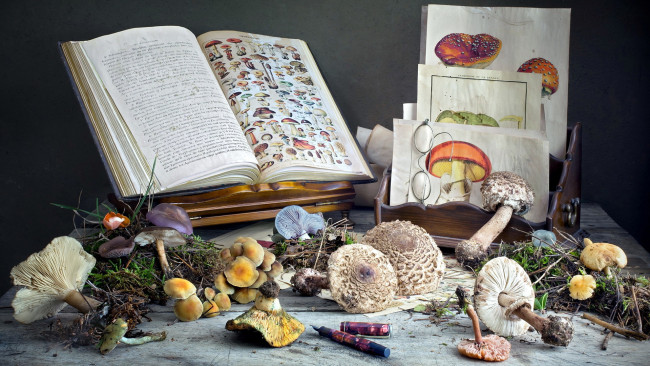 Обои картинки фото еда, грибы,  грибные блюда, картинки, очки, книга