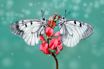 Картинка бабочки животные +мотыльки +моли цветок макро насекомые две парочка зеленый фон