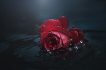 Картинка цветы розы цветок вода капли темный фон роза бутон красная