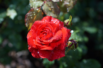Картинка цветы розы красная роза бутоны макро капли