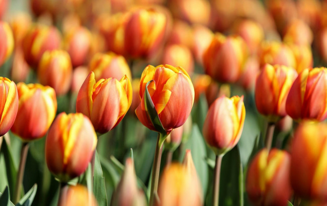 Обои картинки фото цветы, тюльпаны, оранжевые