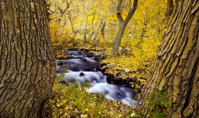 Обои картинки фото природа, реки, озера, лес, ручей, осень