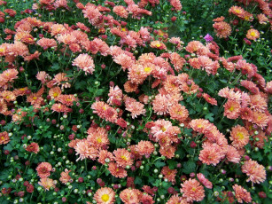 Картинка цветы хризантемы много бутоны
