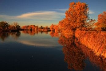 Картинка природа реки озера река камыш деревья