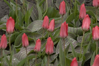 Картинка цветы тюльпаны дождь