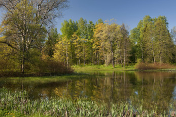Картинка природа реки озера деревья камыши река