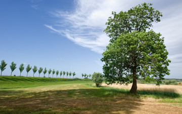 Картинка природа деревья пейзаж