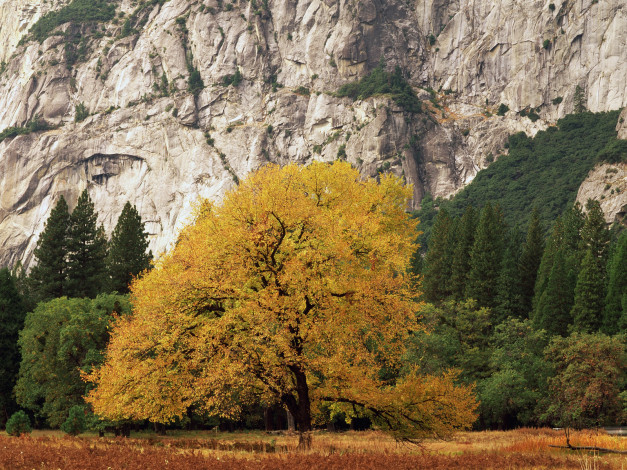 Обои картинки фото природа, деревья, гора, осень