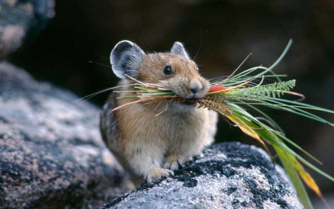 Обои картинки фото животные, крысы, мыши, на, зиму, запасы, пищуха