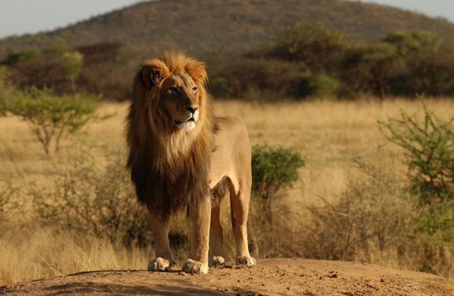 Обои картинки фото животные, львы, lion