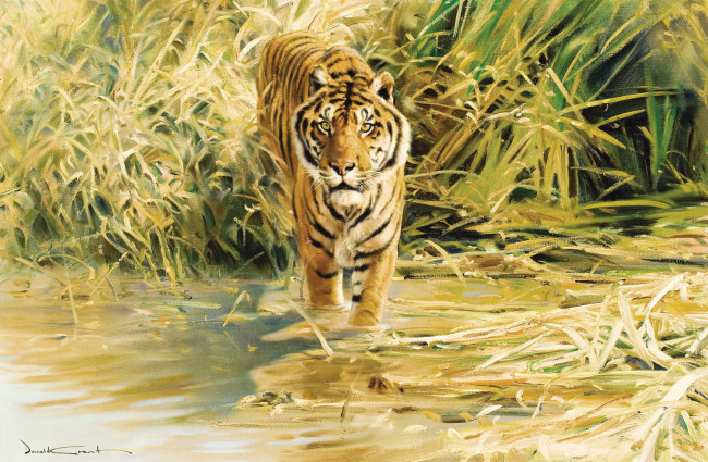 Обои картинки фото donald, grant, рисованные, тигр