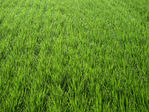 Картинка природа поля рис