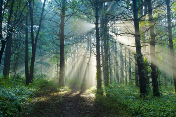 Картинка природа лес свет утро лучи