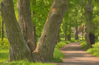 Картинка природа парк деревья аллея