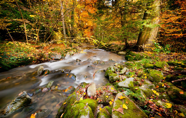 Обои картинки фото природа, реки, озера, река, лес, пейзаж, осень