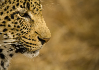 Картинка животные леопарды профиль морда леопард