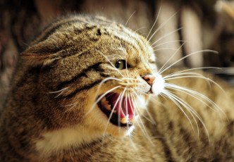 Картинка животные дикие+кошки злость ярость клыки пасть оскал морда европейский лесной кот