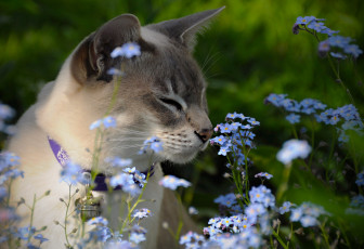 Картинка животные коты кот цветы луг