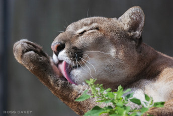 Картинка животные пумы кугуар горный лев морда умывается язык