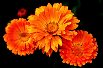 обоя цветы, календула, оранжевые