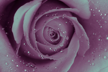 Картинка цветы розы роза макро капли