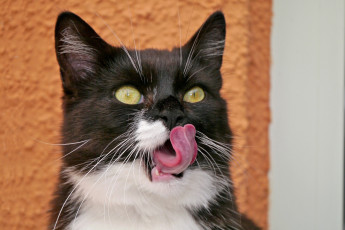 Картинка животные коты язык кот взгляд