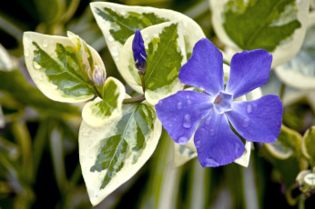 Картинка цветы барвинок фиолетовый