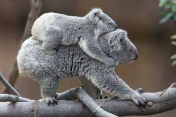 Картинка животные коалы путешественник