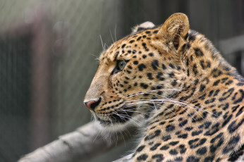 Картинка животные леопарды морда амурский леопард профиль